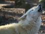 In der ersten Ferienwoche lädt der Zoo Stralsund zu Wolfsfütterungen ein-03